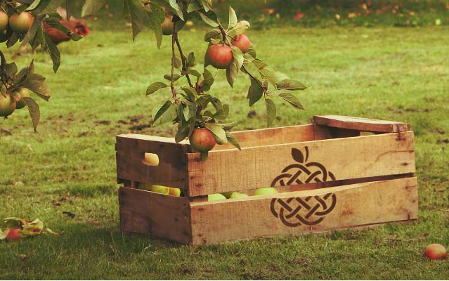 a crate of apples on the ground in an orchard